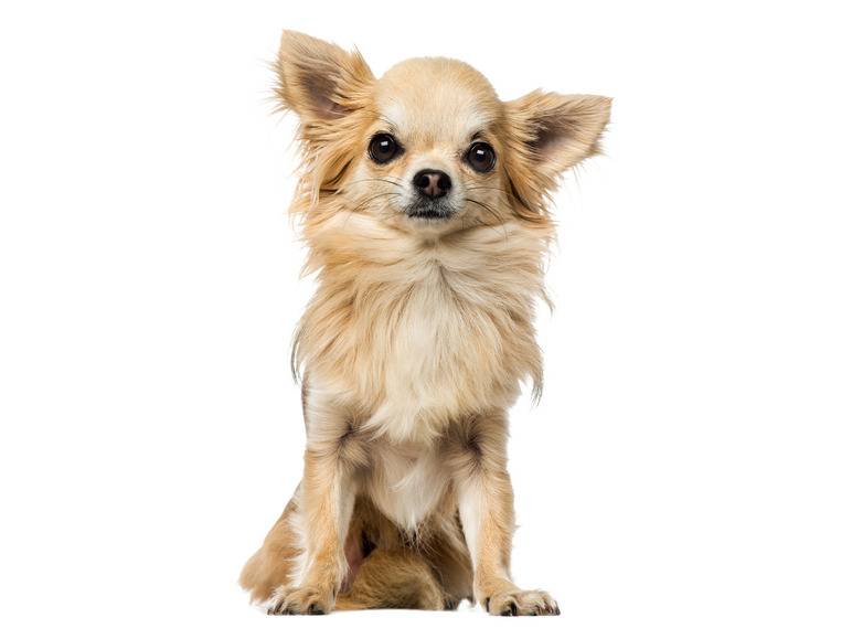 zoofari® Hundegeschirr, mit Zugkraftverteilung auf den Brustkorb Valentinstagsangebot