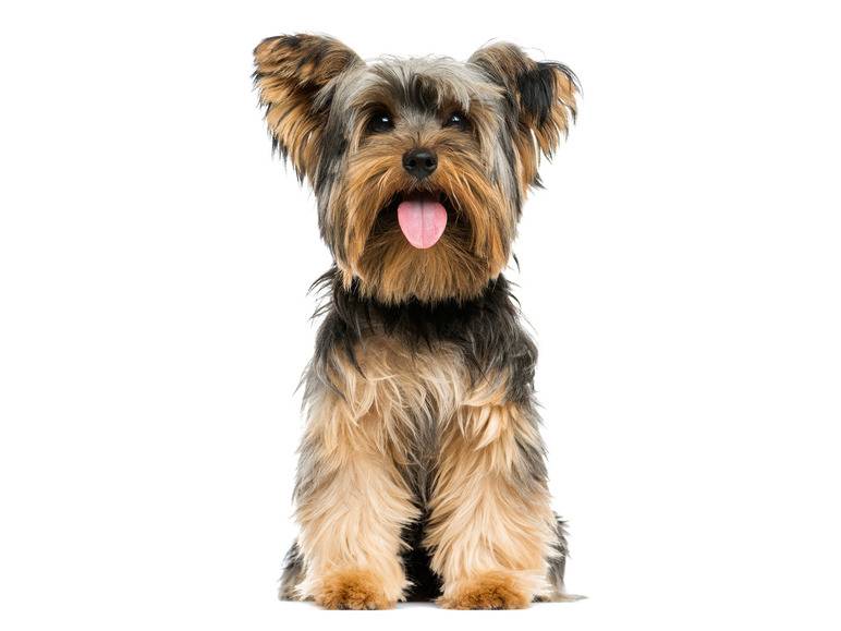 zoofari® Hundegeschirr, mit Zugkraftverteilung auf den Brustkorb Valentinstagsangebot