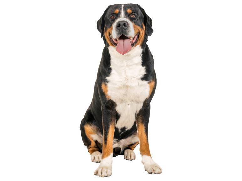 zoofari® Hundegeschirr, mit Klettstickern Lagerräumung