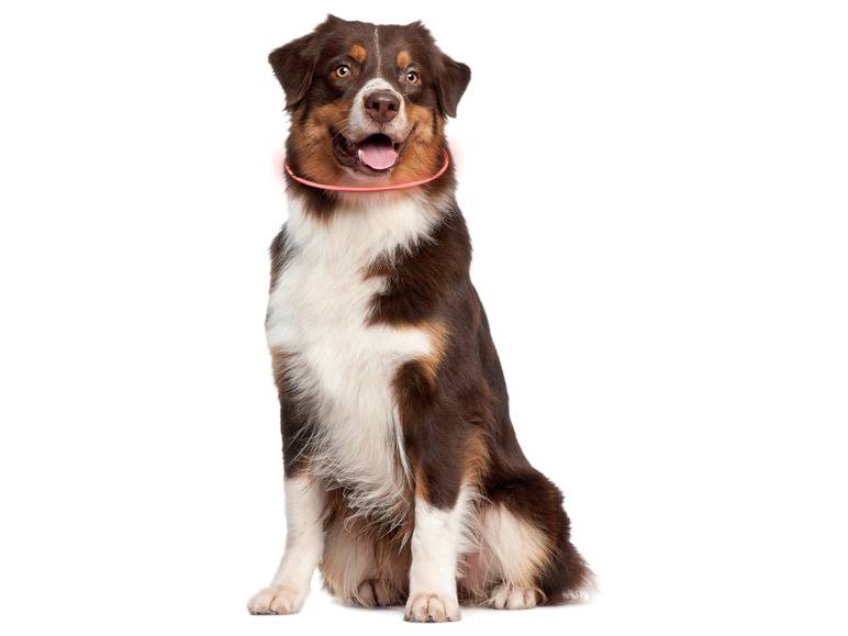 zoofari® LED-Leuchtschlauch Hundehalsband, mit 3 Leuchtfunktionen Sonderangebote