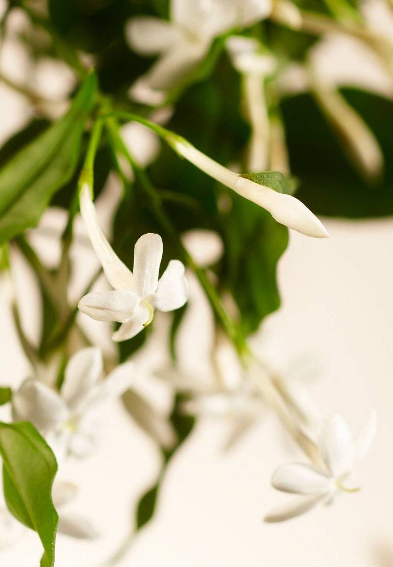 Rituals Rituals HOME PERFUME - SWEET JASMINE PRIVATE COLLECTION - FLORAL - Home fragrance Saisonale Angebote