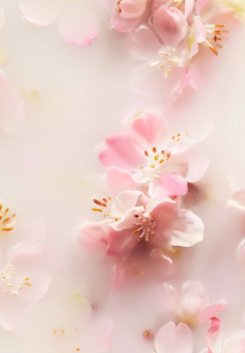 Rituals Rituals SCENTED CANDLE THE RITUAL OF SAKURA - FLORAL - CHERRY BLOSSOM & RICE MILK - Scented candle Zeitbegrenzte Promotion
